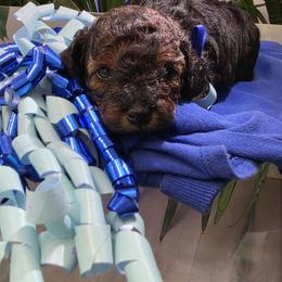 Poodle Puppies from Quality Care Dobermans