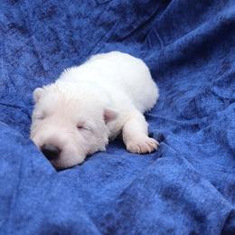 Lite pink - female White Shepherd puppy in Grimes County, Texas from Double H German Shepherds