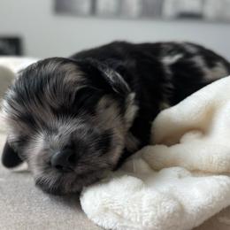 London - Merle female Cockapoo puppy in Tampa, Florida from Designer Puppy Boutique