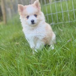 River - Merle female Pomsky puppy in Coos Bay, Oregon from Ocean View Pomskies