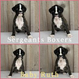 Baby Ruth - Brindle female Boxer puppy in Madisonville, Texas from Sergeant's Boxers