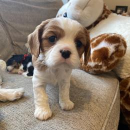 Cavalier King Charles Spaniel Puppies from SHANNON'S CAVALIERS