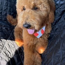 Goldendoodle All Grown Up from Dawnie’s Doodles