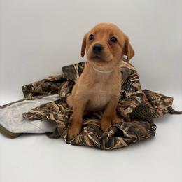 Gray - Yellow female Labrador Retriever puppy in Heath Springs, South Carolina from Rich Hill Retrievers
