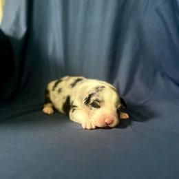 Girl 3 - Blue merle female Australian Shepherd puppy in Kentland, Indiana from Pine Grove Aussies