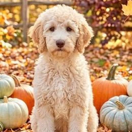 Theodosia - Cream female Goldendoodle puppy in Tybee Island, Georgia from Castaway Doodles