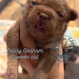 Teddy Graham - Liver male French Bulldog puppy in Strunk, Kentucky from Waters Edge French Bulldogs LLC