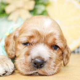 Nash - Red male Cocker Spaniel puppy in Rattan, Oklahoma from Double M Cocker Spaniels