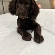 Boykin Spaniel and Goldendoodle Puppies from Double Shot Boykins