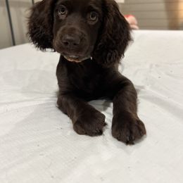 Boykin Spaniel and Goldendoodle Puppies from Double Shot Boykins
