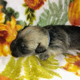 Blue boy - Salt and pepper male Miniature Schnauzer puppy in Mineola, Texas from Nikkis Minis