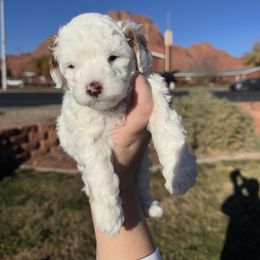 Girl 4 - Blenheim female Cavapoo puppy in Ivins, Utah from Taylia's Cavapoos