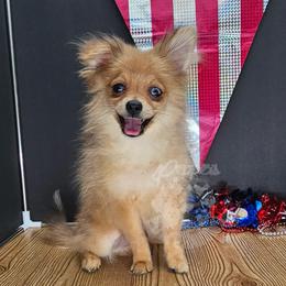 Pepper's Long Shot - Archer - Blue merle male Pomeranian puppy in Plant City, Florida from Pepper's Pomeranians