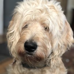 Reagan - Goldendoodle