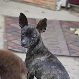 Betsey boop - Chocolate brindled fawn female Chihuahua puppy in Seneca, Missouri from Stephanie’s Puppy Colony