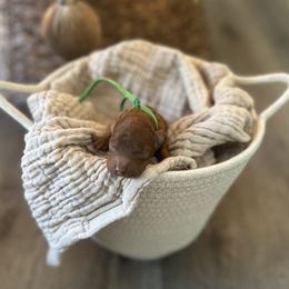 Green Collar Boy - Red  male Poodle puppy in Charlotte, North Carolina from Bruno & Co. Puppies