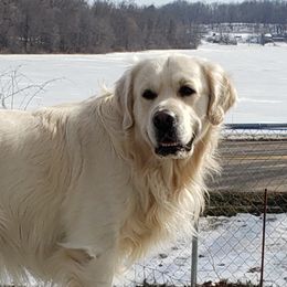 Dougie  - Golden Retriever