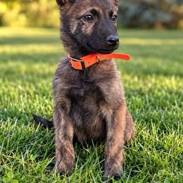 Oscar - Gold brindle male Dutch Shepherd puppy in Hastings, Minnesota from Century Hills Farm
