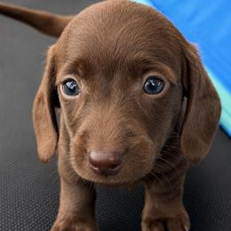 Nala - Chocolate female Dachshund puppy in Greenup, Kentucky from Tygart Creek Dachshunds