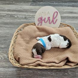 Girl 1 - female English Springer Spaniel puppy in Columbia, North Carolina from Kaitlin Bateman