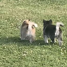 Pomsky Puppies from My Half Pint Pups