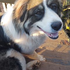 Tornjaks from Jeannie Boatwright