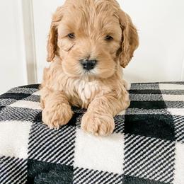 Cockapoo Puppies from Windy Ridge Cockapoos