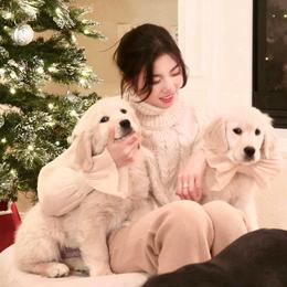 Golden Retriever and Labrador Retriever Puppies from Golden Bundles