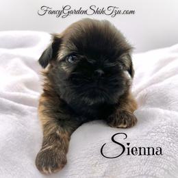 Sienna - Brindle female Shih Tzu puppy in Jacksonville, Florida from Fancy Garden Shih Tzu
