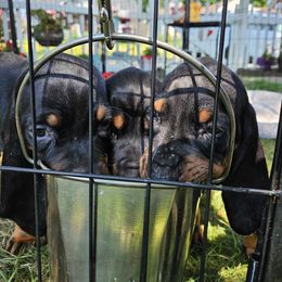 Black and Tan Coonhound Puppies from Summitt Black and Tans