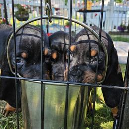 Black and Tan Coonhound Puppies from Summitt Black and Tans