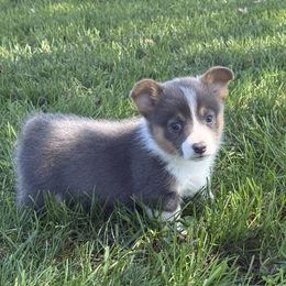 Bluie boy 2 - Gray and white male American Corgi puppy in Scottown, Ohio from Wyndy Ridge Corgis
