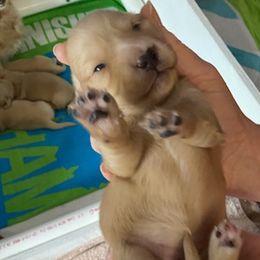 Bella - Cream Dachshund puppy in Virginia Beach, Virginia from Virginia Creams - Dachshunds