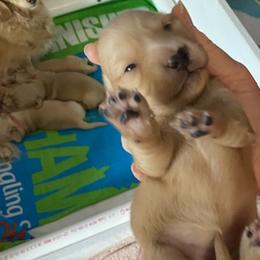 Bella - Cream Dachshund puppy in Virginia Beach, Virginia from Virginia Creams - Dachshunds