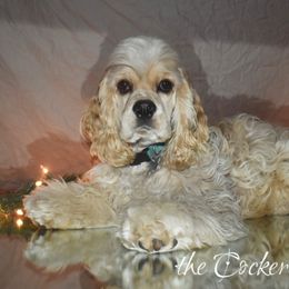 Cockapoo, Cocker Spaniel, and Poodle Puppies from The Cocker Cingdom
