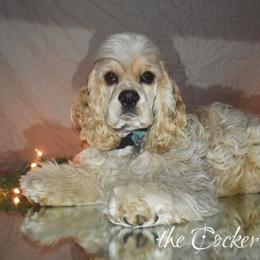 Cockapoo, Cocker Spaniel, and Poodle Puppies from The Cocker Cingdom