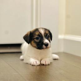 Cora - White and tan female Russell Terrier puppy in Lufkin, Texas from Dixie-Rose JRT
