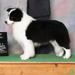 Border Collies from X-Factor