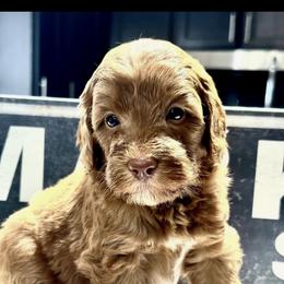 Bernedoodle and Goldendoodle Puppies from Pecks Oodle Doodles