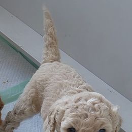 Goldendoodle Puppies from Americana Paws