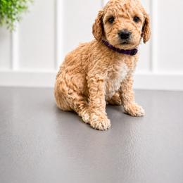 Kelsea Ballerini - Apricot female Goldendoodle puppy in Norris, Tennessee from Young Farms