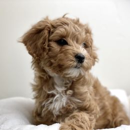 Australian Labradoodle Puppies from Grand Peaks Labradoodles
