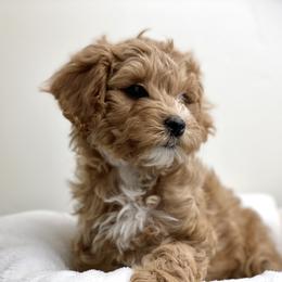 Australian Labradoodle Puppies from Grand Peaks Labradoodles