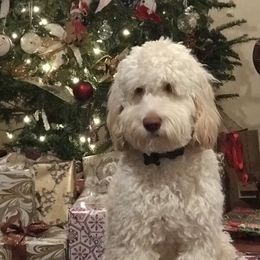 Bindi - Australian Labradoodle