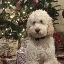 Bindi - Australian Labradoodle