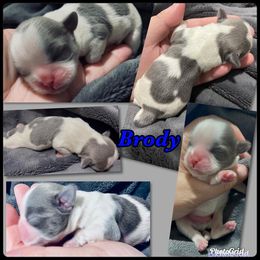 Great Pyrenees and Shih Tzu Puppies from Ashville Shih Tzu Chalet