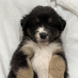 Maya- Orange - Black tri-color female Australian Shepherd puppy in Hayward, California from Grissom’s Aussies