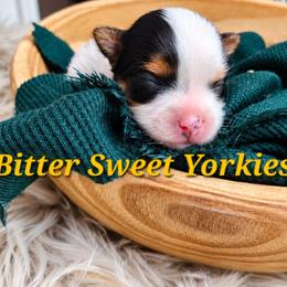 Puppy 3 - Parti female Yorkshire Terrier puppy in Waldorf, Maryland from Bitter Sweet Yorkies