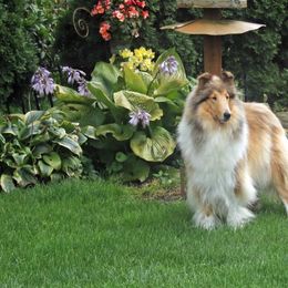 Spice - Collie