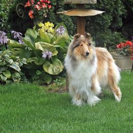 Spice - Collie